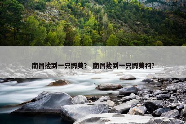 南昌捡到一只博美？ 南昌捡到一只博美狗？