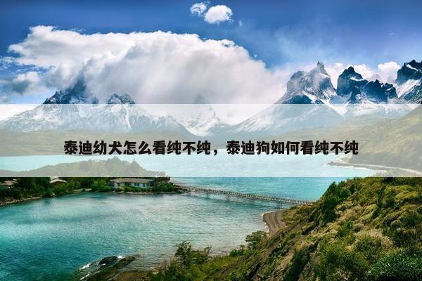 泰迪幼犬怎么看纯不纯，泰迪狗如何看纯不纯