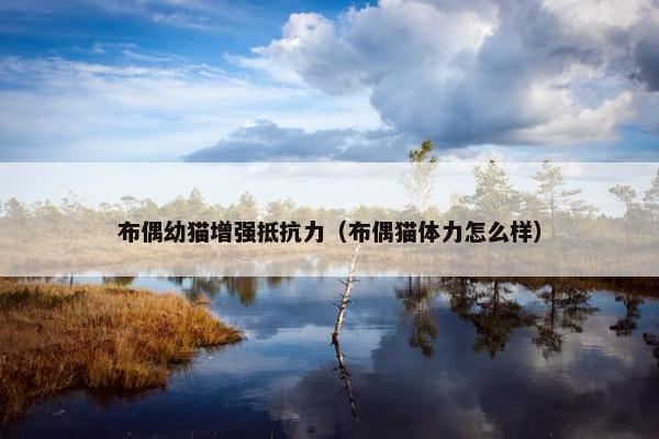 布偶幼猫增强抵抗力（布偶猫体力怎么样）