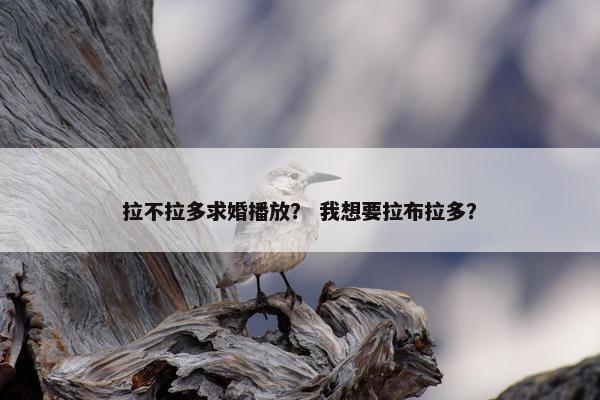 拉不拉多求婚播放？ 我想要拉布拉多？