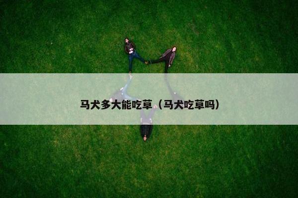 马犬多大能吃草（马犬吃草吗）