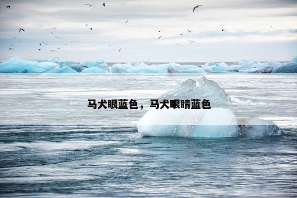 马犬眼蓝色，马犬眼睛蓝色