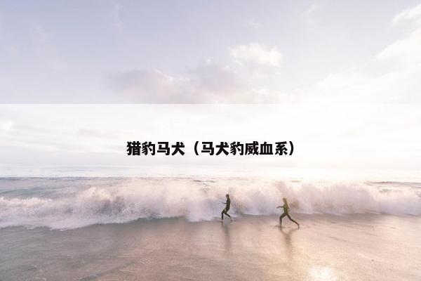 猎豹马犬（马犬豹威血系）