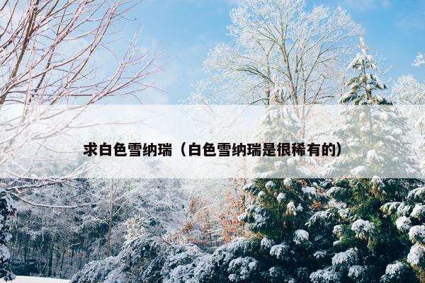 求白色雪纳瑞（白色雪纳瑞是很稀有的）