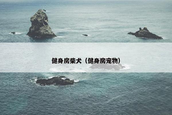 健身房柴犬（健身房宠物）