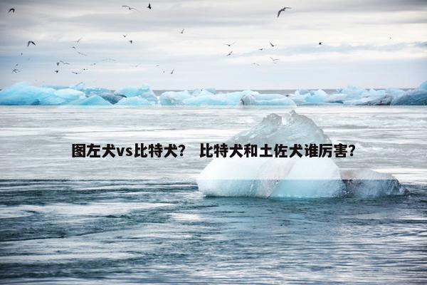 图左犬vs比特犬？ 比特犬和土佐犬谁厉害？