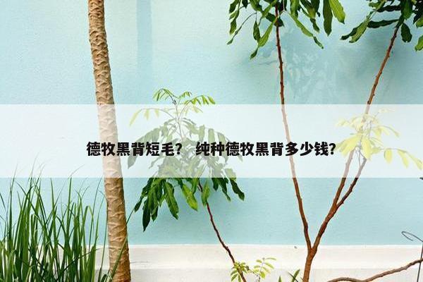 德牧黑背短毛？ 纯种德牧黑背多少钱？