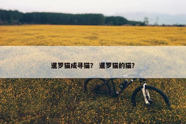 暹罗猫成寻猫？ 暹罗猫的猫？