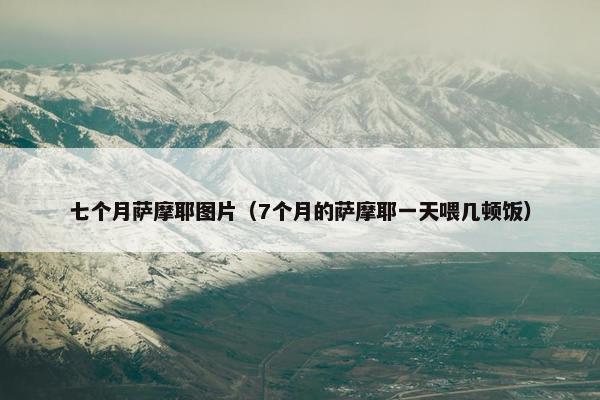 七个月萨摩耶图片（7个月的萨摩耶一天喂几顿饭）