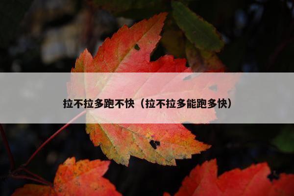 拉不拉多跑不快（拉不拉多能跑多快）