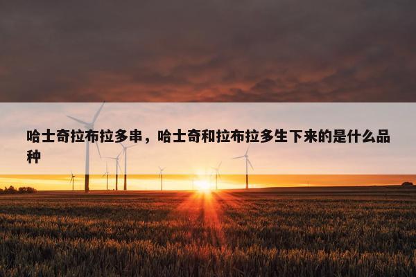 哈士奇拉布拉多串，哈士奇和拉布拉多生下来的是什么品种