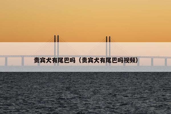 贵宾犬有尾巴吗（贵宾犬有尾巴吗视频）