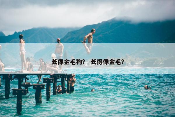 长像金毛狗？ 长得像金毛？