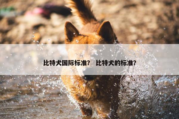 比特犬国际标准？ 比特犬的标准？