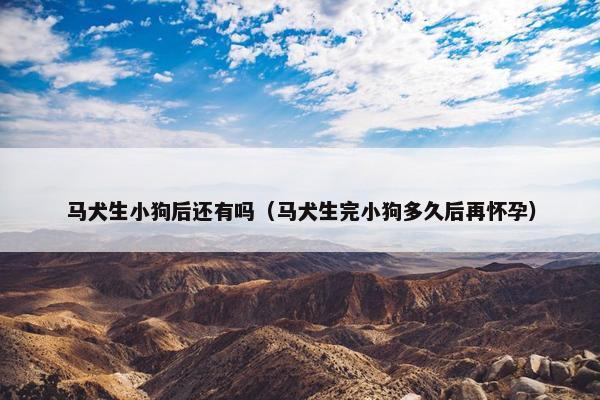 马犬生小狗后还有吗（马犬生完小狗多久后再怀孕）