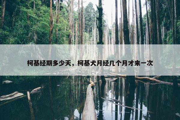 柯基经期多少天，柯基犬月经几个月才来一次