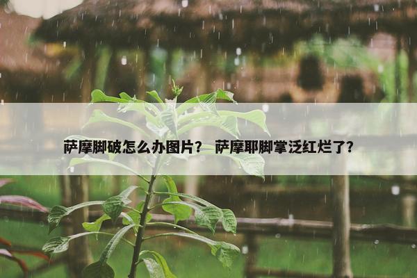 萨摩脚破怎么办图片？ 萨摩耶脚掌泛红烂了？