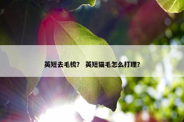 英短去毛梳？ 英短猫毛怎么打理？
