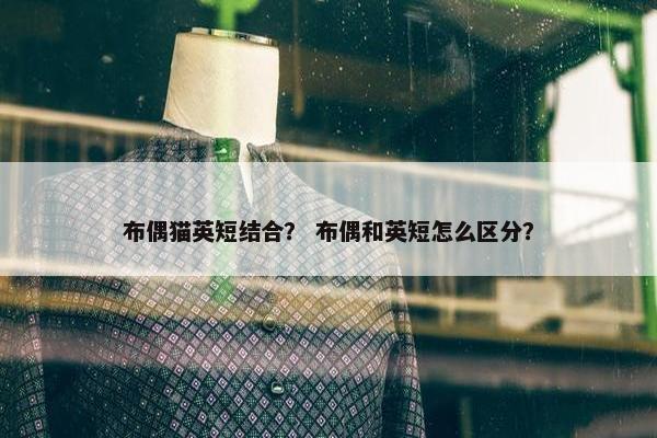 布偶猫英短结合？ 布偶和英短怎么区分？