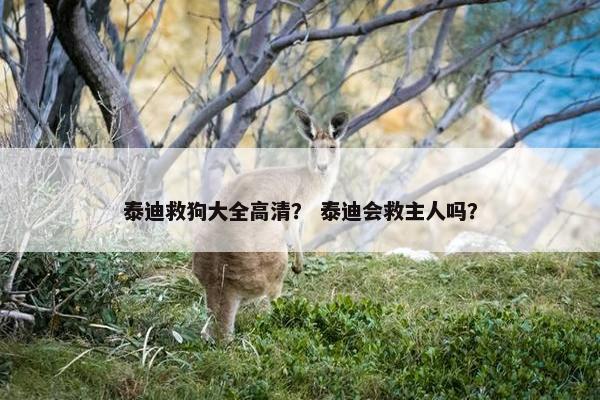 泰迪救狗大全高清？ 泰迪会救主人吗？
