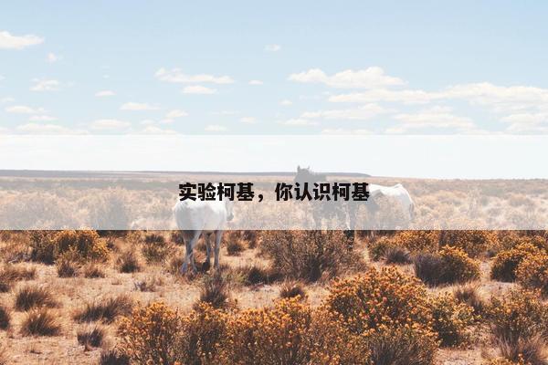 实验柯基，你认识柯基