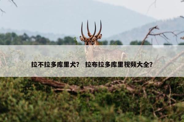 拉不拉多库里犬？ 拉布拉多库里视频大全？