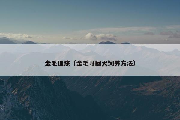 金毛追踪（金毛寻回犬饲养方法）