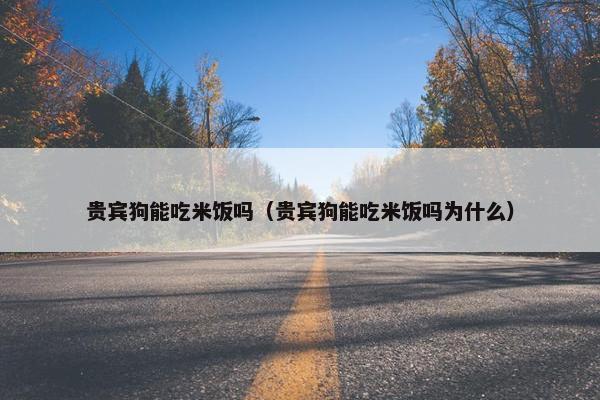 贵宾狗能吃米饭吗（贵宾狗能吃米饭吗为什么）