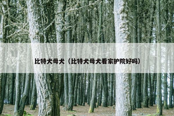 比特犬母犬（比特犬母犬看家护院好吗）