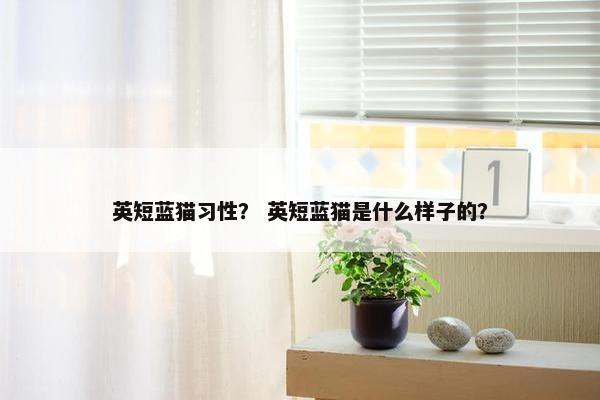 英短蓝猫习性？ 英短蓝猫是什么样子的？