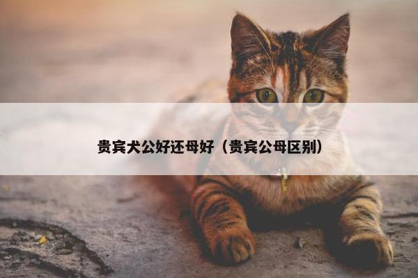 贵宾犬公好还母好（贵宾公母区别）