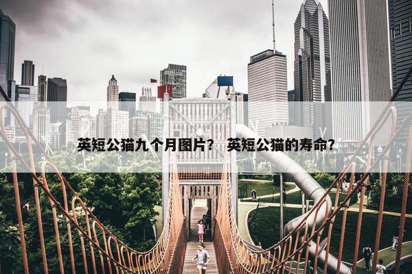 英短公猫九个月图片？ 英短公猫的寿命？