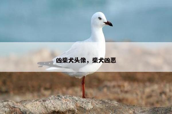 凶柴犬头像，柴犬凶恶