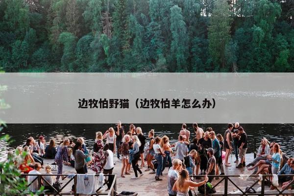 边牧怕野猫（边牧怕羊怎么办）
