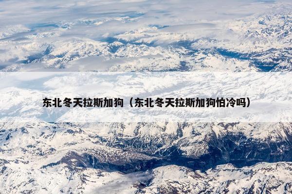 东北冬天拉斯加狗（东北冬天拉斯加狗怕冷吗）