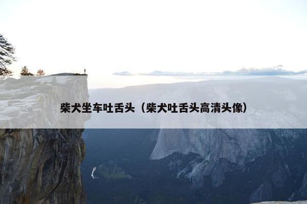 柴犬坐车吐舌头(柴犬吐舌头高清头像) 柴犬坐车吐舌头(柴犬吐舌头高清头像)