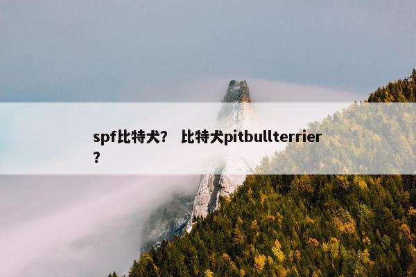 spf比特犬？ 比特犬pitbullterrier？
