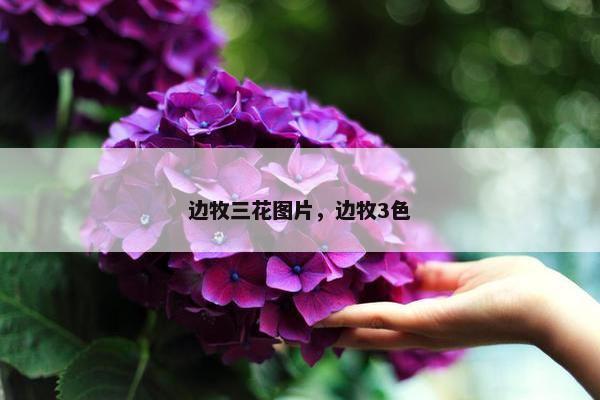 边牧三花图片，边牧3色