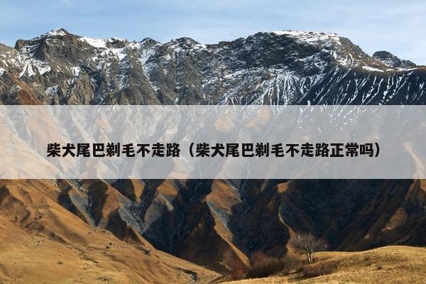 柴犬尾巴剃毛不走路（柴犬尾巴剃毛不走路正常吗）