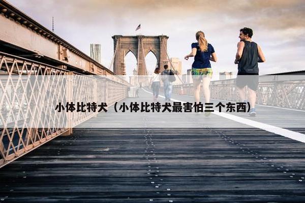 小体比特犬（小体比特犬最害怕三个东西）