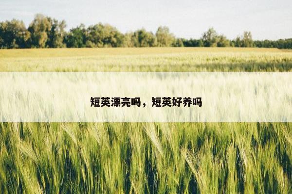 短英漂亮吗,短英好养吗 短英漂亮吗,短英好养吗