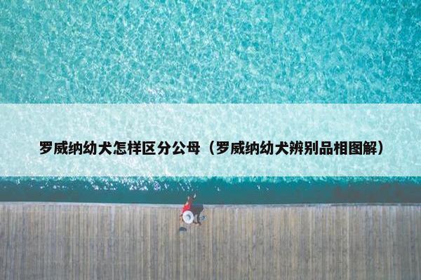 罗威纳幼犬怎样区分公母（罗威纳幼犬辨别品相图解）