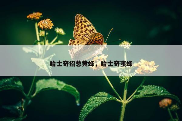 哈士奇招惹黄蜂，哈士奇蜜蜂