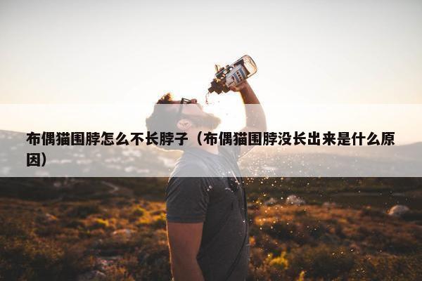 布偶猫围脖怎么不长脖子（布偶猫围脖没长出来是什么原因）