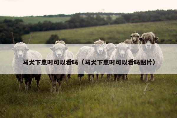 马犬下崽时可以看吗（马犬下崽时可以看吗图片）