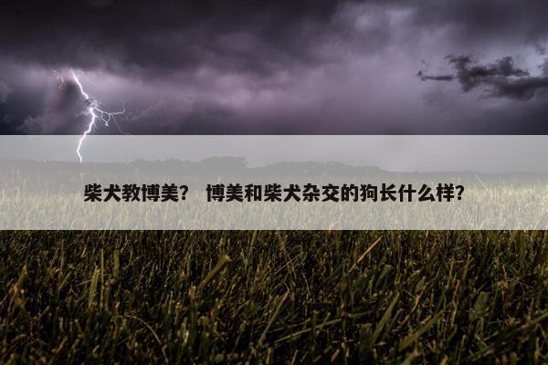柴犬教博美？ 博美和柴犬杂交的狗长什么样？