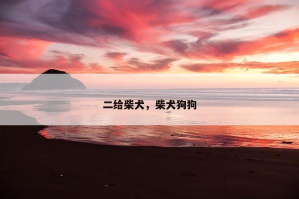 二给柴犬，柴犬狗狗