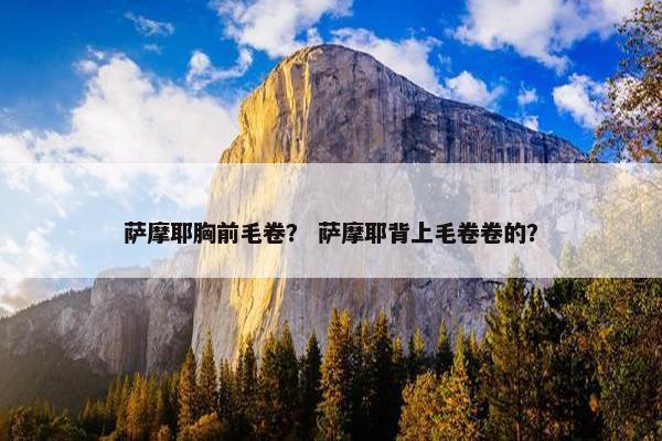 萨摩耶胸前毛卷？ 萨摩耶背上毛卷卷的？