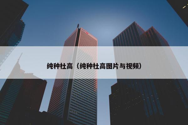纯种杜高（纯种杜高图片与视频）