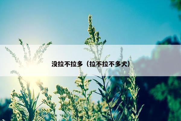 没拉不拉多（拉不拉不多犬）